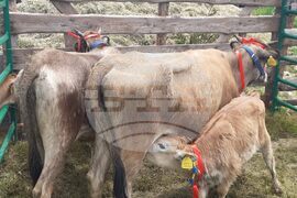 Момчилград - фармфест - "Красотата на Родопите"