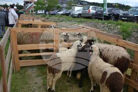 Момчилград - фармфест - "Красотата на Родопите"