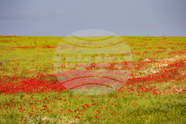 Бургас - маково поле