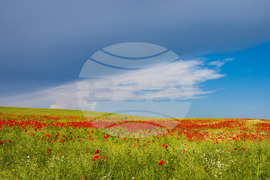 Бургас - маково поле