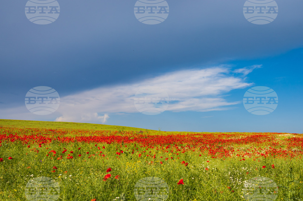 Бургас - маково поле