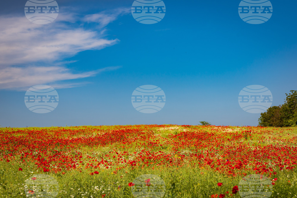 Бургас - маково поле