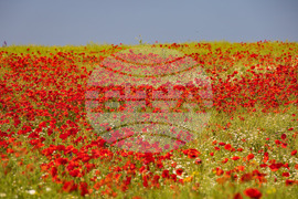 Бургас - маково поле