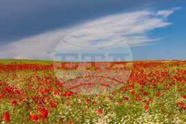 Бургас - маково поле