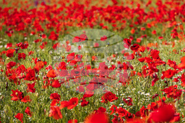 Бургас - маково поле