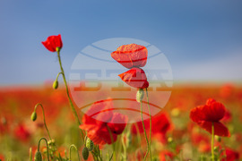 Бургас - маково поле