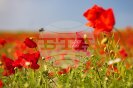 Бургас - маково поле