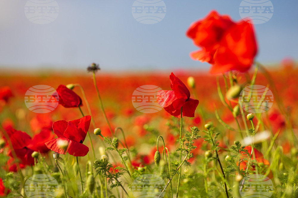 Бургас - маково поле