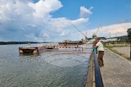 Лом - Дунав - ниво