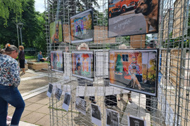 Ямбол - бездомни кучета - кампания