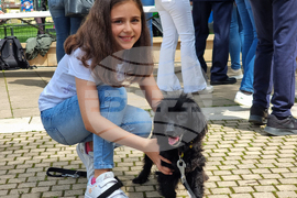 Ямбол - бездомни кучета - кампания