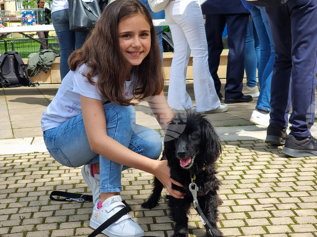 Ямбол - бездомни кучета - кампания