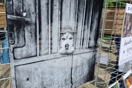 Ямбол - бездомни кучета - кампания