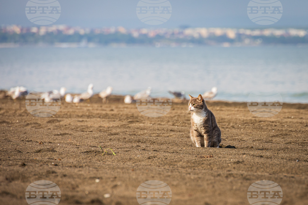 Exhibition of Cats, Dogs to Promote Adoption of Strays in Ruse