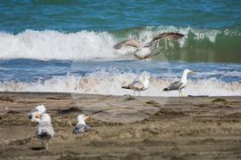 Бургас - плаж