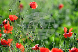 Разград - макове