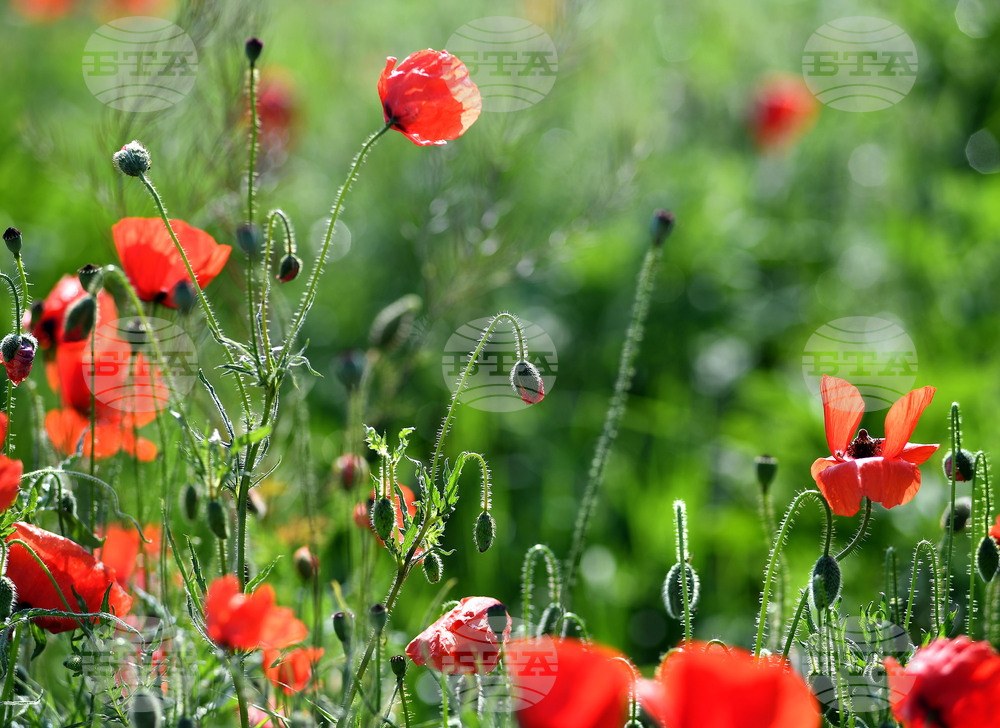 Разград - макове