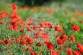 Разград - макове