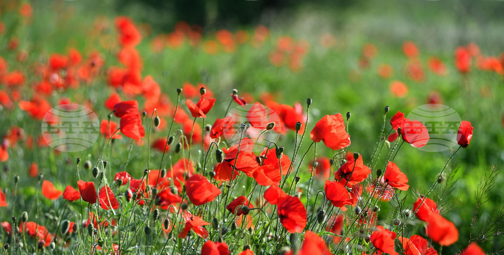 Разград - макове