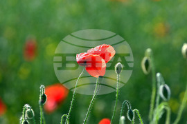 Разград - макове