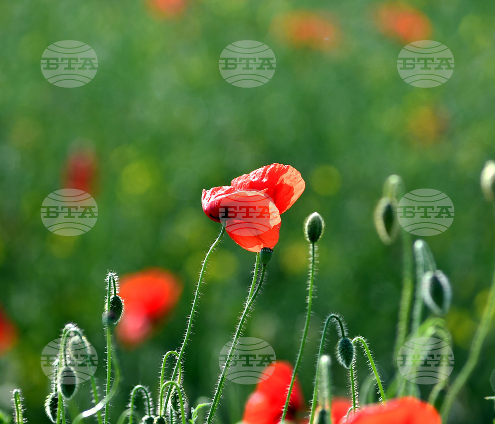 Разград - макове