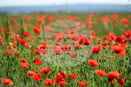 Разград - макове