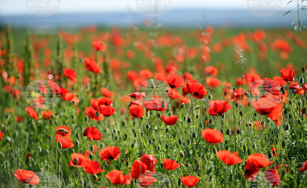 Разград - макове