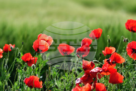 Разград - макове