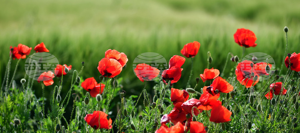 Разград - макове