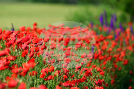 Разград - макове