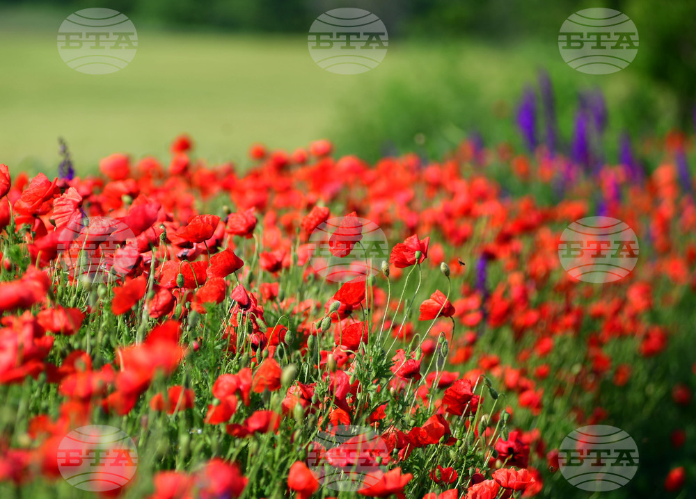 Разград - макове