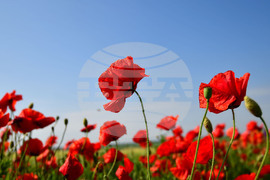 Разград - макове