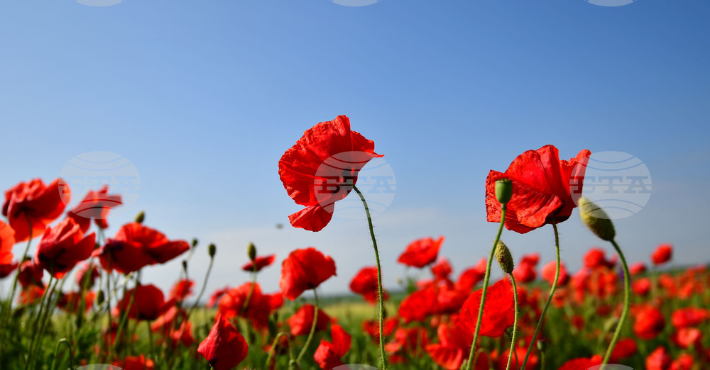 Разград - макове