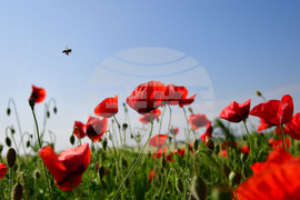 Разград - макове