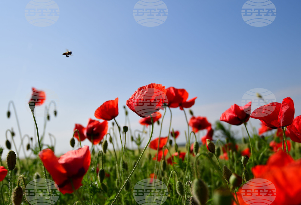 Разград - макове