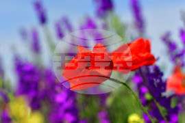 Разград - макове