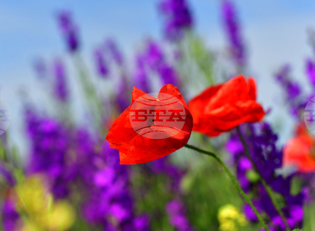 Разград - макове