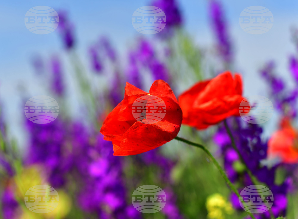 Разград - макове