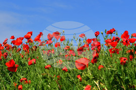 Разград - макове