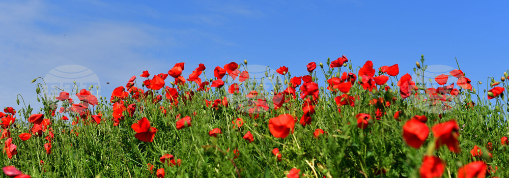 Разград - макове