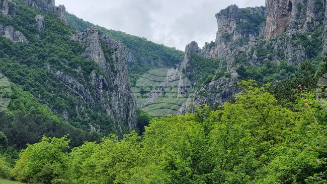 Bulgaria to Mark International Day of Forests with Its Timber Reserves on the Rise