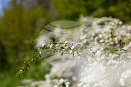 Бургас - Морска градина - “Майски сняг” - цъфтеж