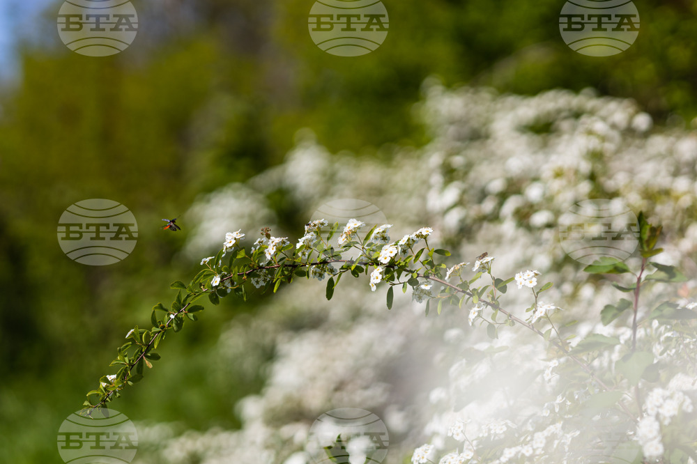 Бургас - Морска градина - “Майски сняг” - цъфтеж