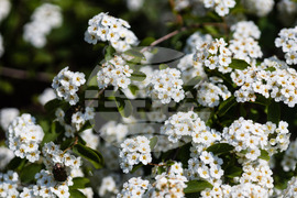 Бургас - Морска градина - “Майски сняг” - цъфтеж