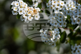 Бургас - Морска градина - “Майски сняг” - цъфтеж