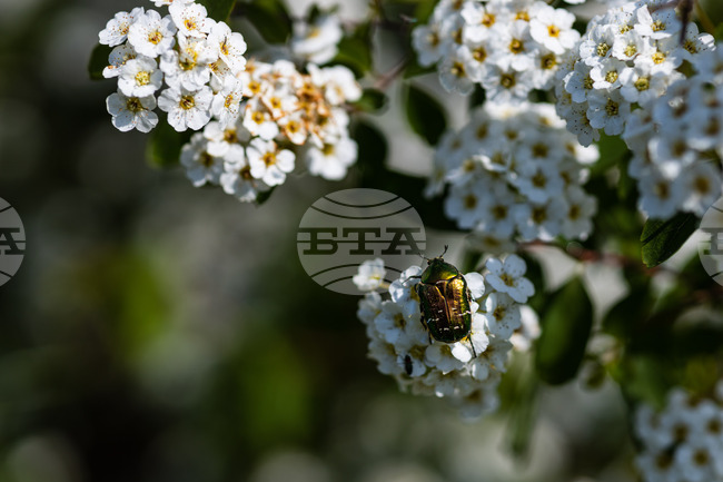 Бургас - Морска градина - “Майски сняг” - цъфтеж