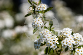 Бургас - Морска градина - “Майски сняг” - цъфтеж