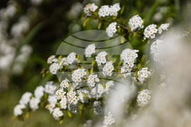 Бургас - Морска градина - “Майски сняг” - цъфтеж