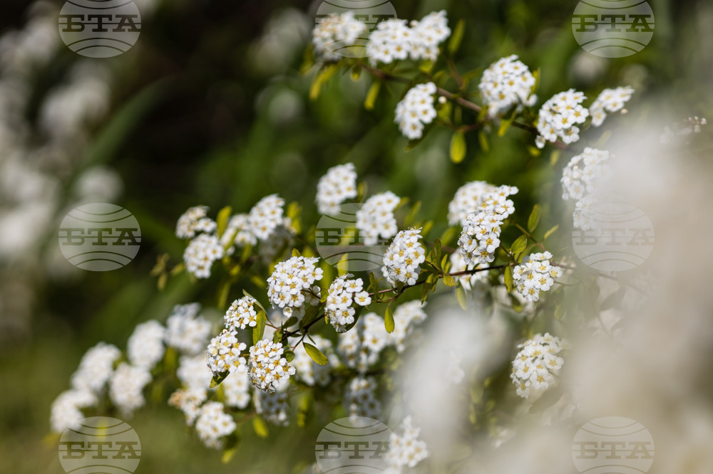 Бургас - Морска градина - “Майски сняг” - цъфтеж