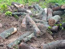 Снимка: Изпълнителна агенция по горите